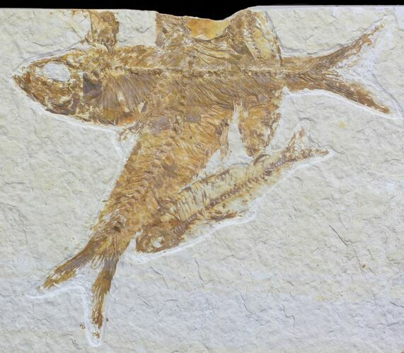 Overlapping Multiple Fossil Fish (Knightia) - Wyoming #59825